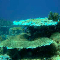 Coral Reef